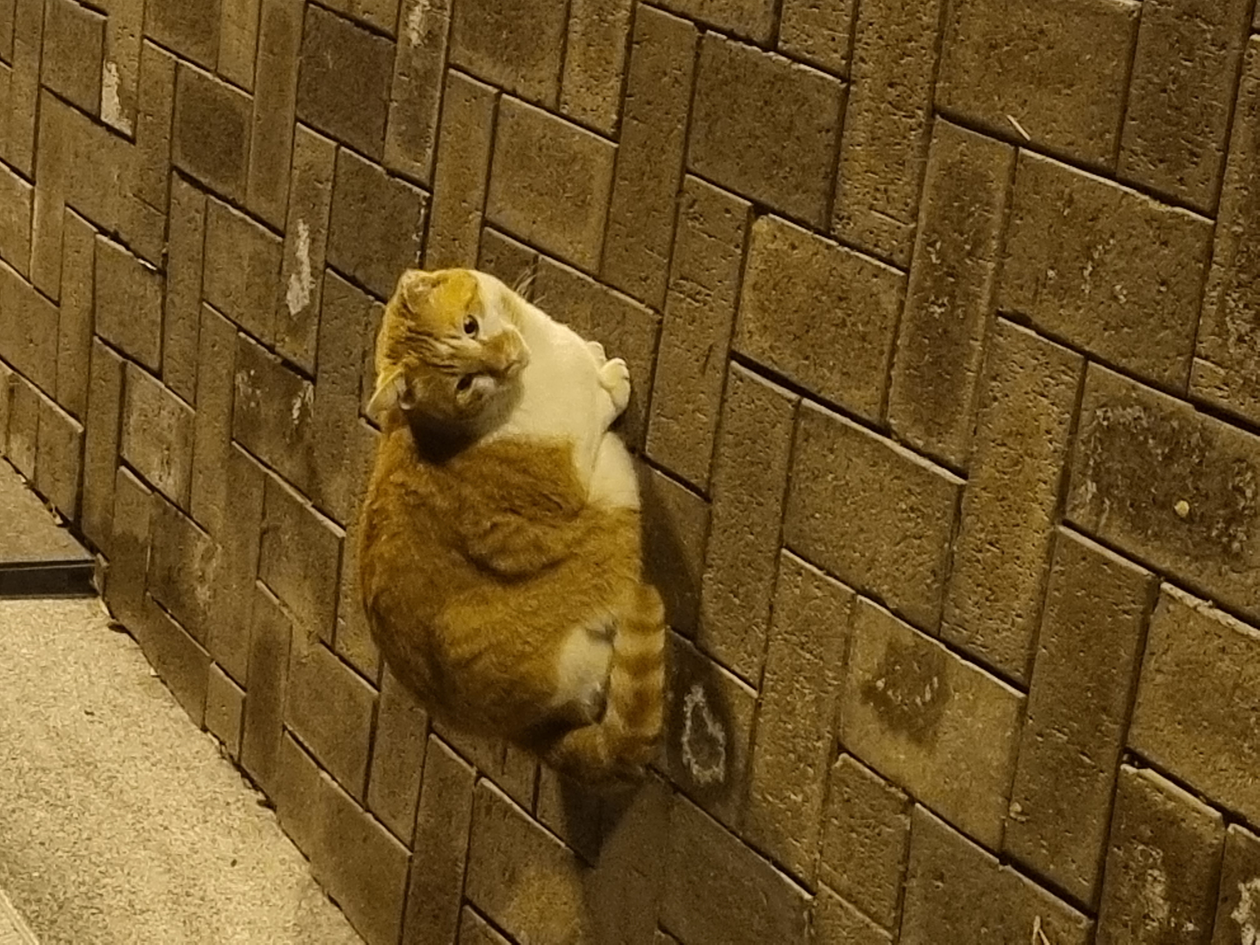 사진설명